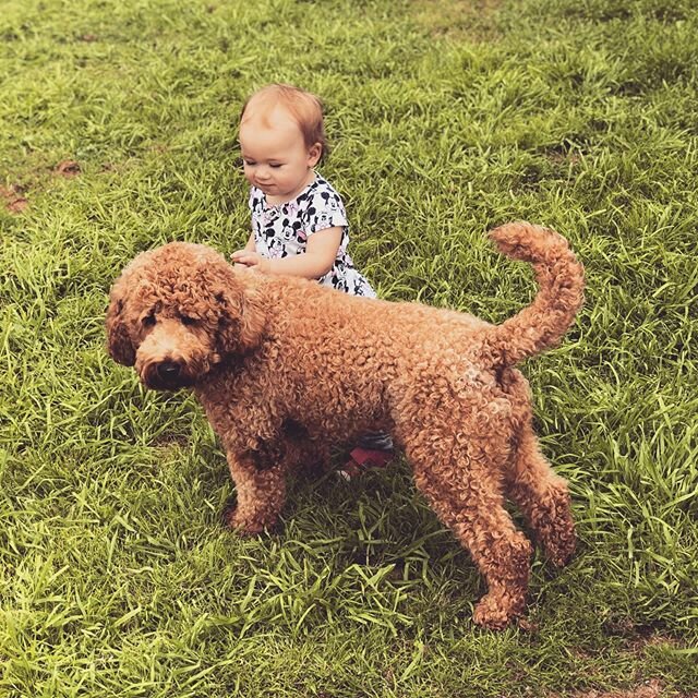 Coco found her soul sister. Coco would be the forever guardian of this little Angel and her brother. Hooray Goldendoodle 🌹🏡 🐶 🍼 👶 👫 &bull;
&bull;
#austingoldendoodles #doodlesofinstagram #goldendoodlesofinstagram #goldendoodles #minigoldendoodl