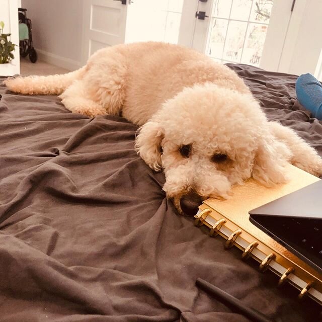 Ruby: Mom can you stop working so I can show you my babies??? Me: Okay!? 5 minutes later... okay Girly: mom has to go back to work 🐶🐕 👩🏻&zwj;💻 🌹💕🐶🐶🐶🐶🌹💕💕🌹 &bull;
&bull;
#austingoldendoodles #doodlesofinstagram #goldendoodlesofinstagram 