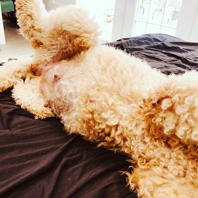 Ruby: Mom can you stop working so I can show you my babies??? Me: Okay!? 5 minutes later... okay Girly: mom has to go back to work 🐶🐕 👩🏻&zwj;💻 🌹💕🐶🐶🐶🐶🌹💕💕🌹 &bull;
&bull;
#austingoldendoodles #doodlesofinstagram #goldendoodlesofinstagram 