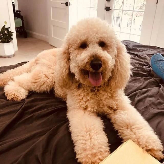 Ruby: Mom can you stop working so I can show you my babies??? Me: Okay!? 5 minutes later... okay Girly: mom has to go back to work 🐶🐕 👩🏻&zwj;💻 🌹💕🐶🐶🐶🐶🌹💕💕🌹 &bull;
&bull;
#austingoldendoodles #doodlesofinstagram #goldendoodlesofinstagram 
