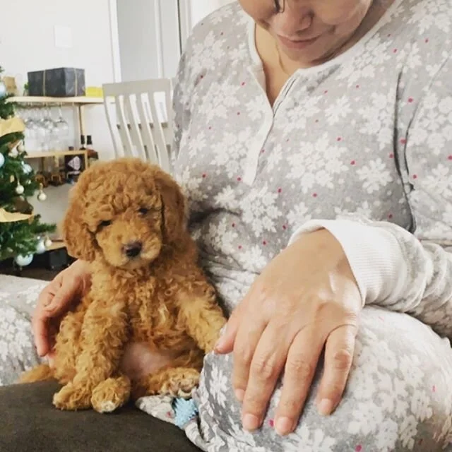 Baby Tofu 🐶🥰🏡🌹💕😊 &bull;
&bull;
#austingoldendoodles #doodlesofinstagram #goldendoodlesofinstagram #goldendoodles #minigoldendoodlesofinstagram #minigoldendoodles #puppies #dogbestfriend #puppiesofaustin #austintexas #cutedogs #cutedoodles #baby