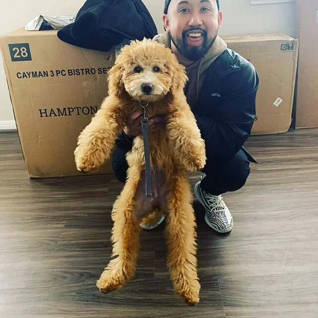 Tofu at 14lb. 5 months! &bull;
&bull;
#austingoldendoodles #doodlesofinstagram #goldendoodlesofinstagram #goldendoodles #minigoldendoodlesofinstagram #minigoldendoodles #puppies #dogbestfriend #puppiesofaustin #austintexas #cutedogs #cutedoodles #bab