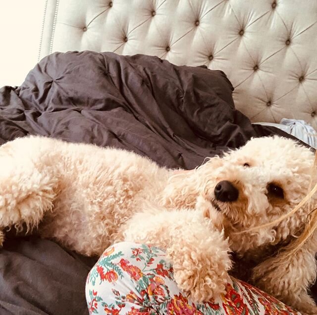 🚨 Spoiled Mom Alert 🚨 
Pregnant Ruby just wants love and kisses 😘🤰🏻 🐶 &bull;
&bull;
#austingoldendoodles #doodlesofinstagram #goldendoodlesofinstagram #goldendoodles #minigoldendoodlesofinstagram #minigoldendoodles #puppies #dogbestfriend #pupp