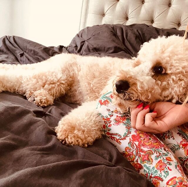🚨 Spoiled Mom Alert 🚨 
Pregnant Ruby just wants love and kisses 😘🤰🏻 🐶 &bull;
&bull;
#austingoldendoodles #doodlesofinstagram #goldendoodlesofinstagram #goldendoodles #minigoldendoodlesofinstagram #minigoldendoodles #puppies #dogbestfriend #pupp