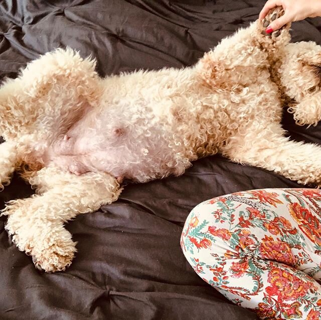 🚨 puppies on the way 🚨 
Pregnant Ruby just wants love and kisses 😘🤰🏻 🐶 &bull;
&bull;
#austingoldendoodles #doodlesofinstagram #goldendoodlesofinstagram #goldendoodles #minigoldendoodlesofinstagram #minigoldendoodles #puppies #dogbestfriend #pup