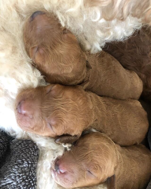 Ruby did it again! The most gorgeous golden doodles 🥰💕🌹🐶 &bull;
&bull;
#austingoldendoodles #doodlesofinstagram #goldendoodlesofinstagram #goldendoodles #minigoldendoodlesofinstagram #minigoldendoodles #puppies #dogbestfriend #puppiesofaustin #au