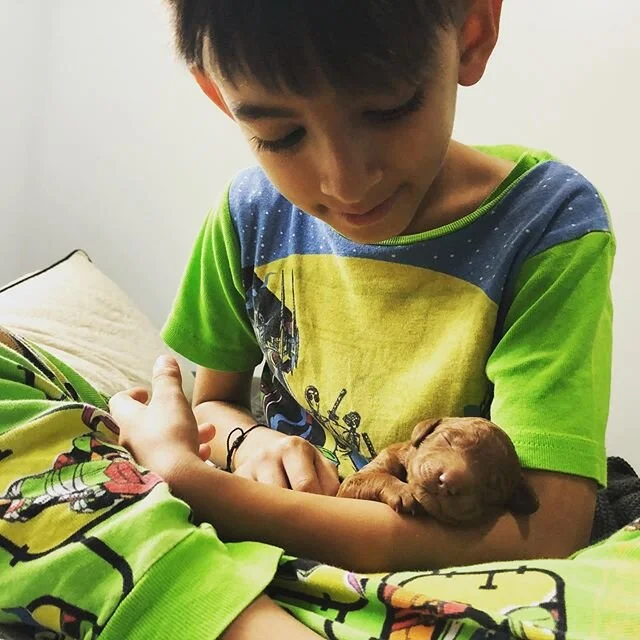 One week old Golden Doodle babies 🥰💕🐶🌹 &bull;
&bull;
#austingoldendoodles #doodlesofinstagram #goldendoodlesofinstagram #goldendoodles #minigoldendoodlesofinstagram #minigoldendoodles #puppies #dogbestfriend #puppiesofaustin #austintexas #cutedog
