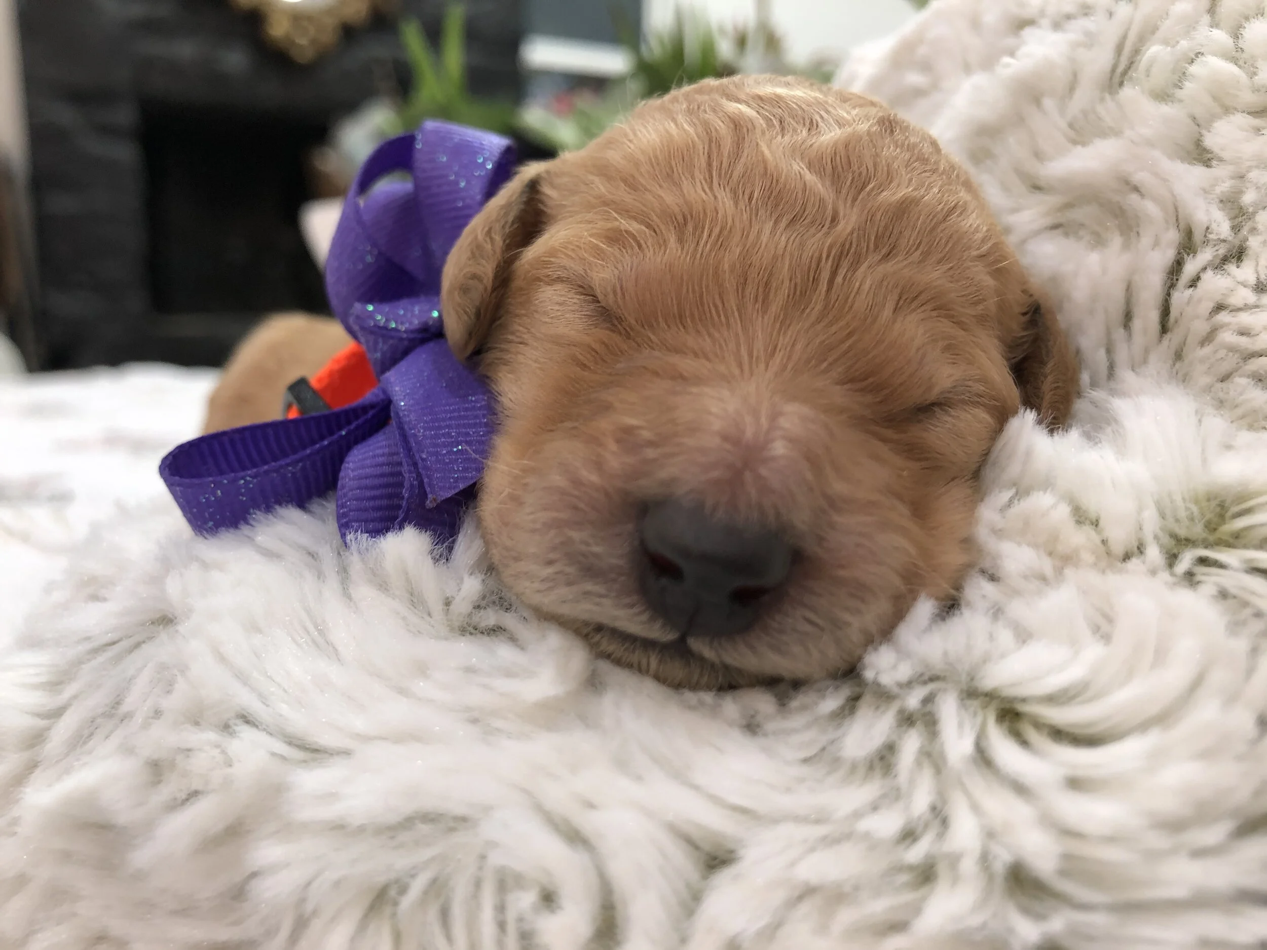 ORANGE & PURPLE BOY - SOLD