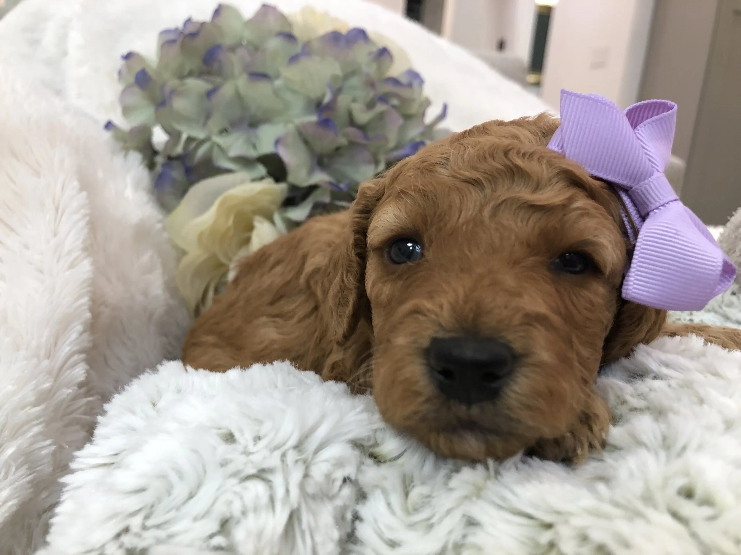 LILAC FEMALE- SOLD