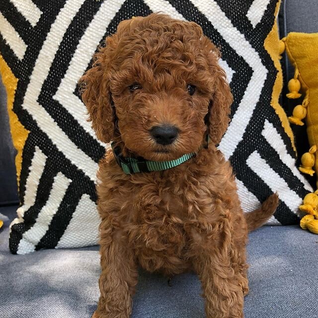 I am chloes baby and I am a handsome boy! 🐶 🐕🌹🏡❤️😍😊🤩🥳💐✨💫❤️🐶
&bull;
&bull;
#austingoldendoodles #doodlesofinstagram #goldendoodlesofinstagram #goldendoodles #minigoldendoodlesofinstagram #minigoldendoodles #puppies #dogbestfriend #puppiesof