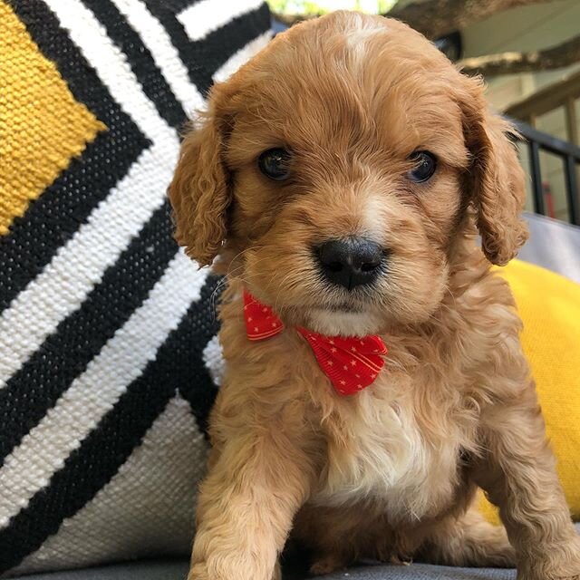 Photos?! Okay! I&rsquo;ll pose... I guess 🐶 🐕🌹🏡❤️😍😊🤩🥳💐✨💫❤️🐶
&bull;
&bull;
#austingoldendoodles #doodlesofinstagram #goldendoodlesofinstagram #goldendoodles #minigoldendoodlesofinstagram #minigoldendoodles #puppies #dogbestfriend #puppiesof