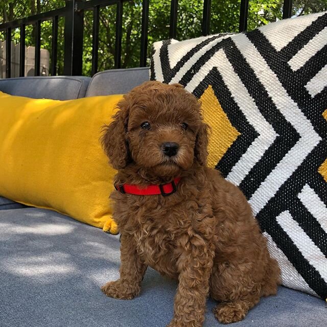 Chloe is my mom as well and I am a handsome stud! 🐶 🐕🌹🏡❤️😍😊🤩🥳💐✨💫❤️🐶
&bull;
&bull;
#austingoldendoodles #doodlesofinstagram #goldendoodlesofinstagram #goldendoodles #minigoldendoodlesofinstagram #minigoldendoodles #puppies #dogbestfriend #p