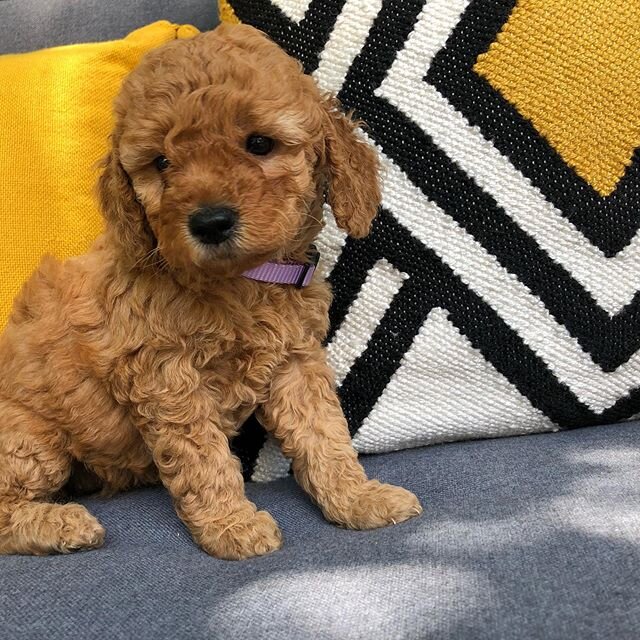 I look like my mom Chloe when she was a baby. 🐶 🐕🌹🏡❤️😍😊🤩🥳💐✨💫❤️🐶
&bull;
&bull;
#austingoldendoodles #doodlesofinstagram #goldendoodlesofinstagram #goldendoodles #minigoldendoodlesofinstagram #minigoldendoodles #puppies #dogbestfriend #puppi