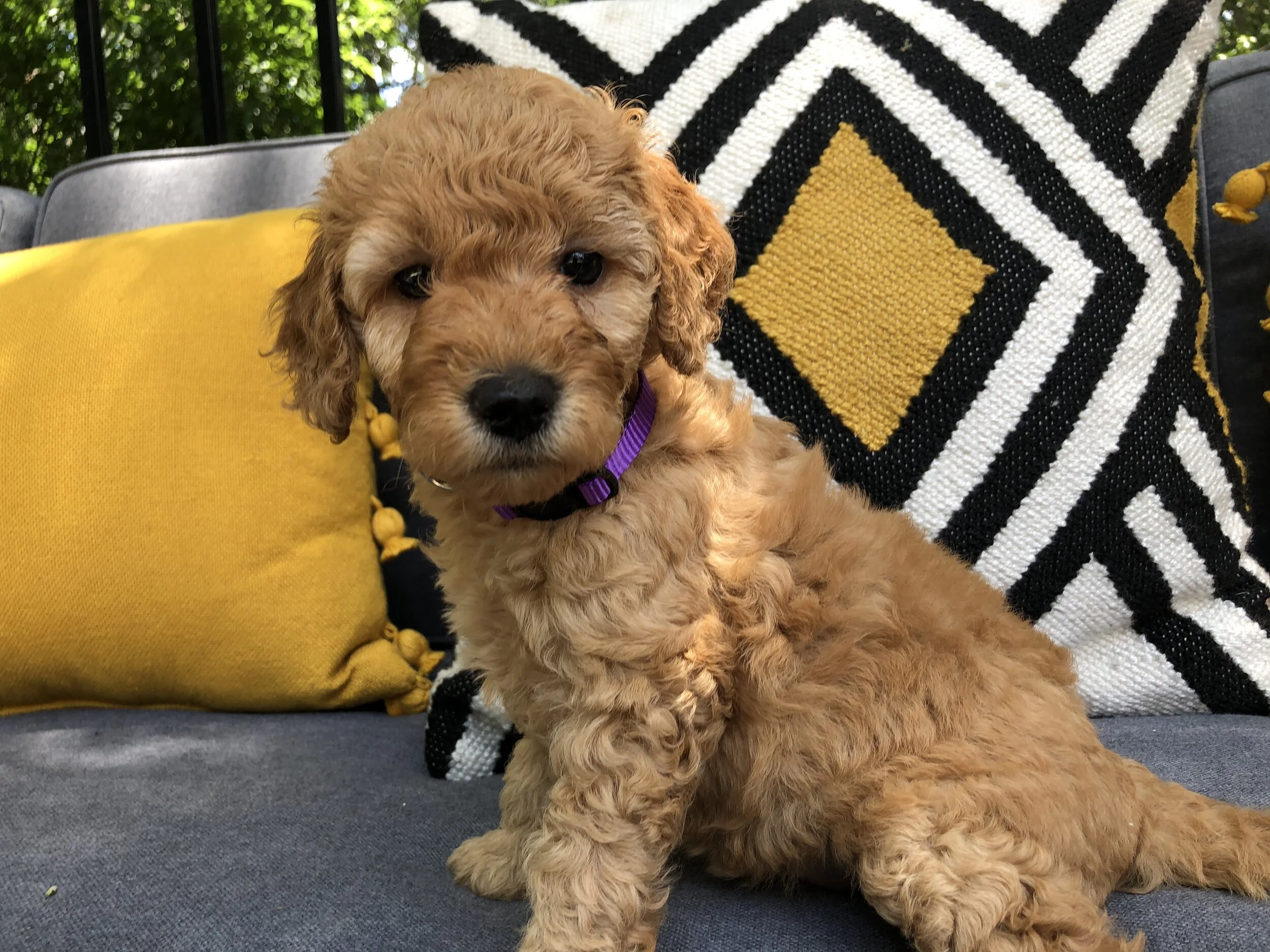 PURPLE FEMALE - SOLD