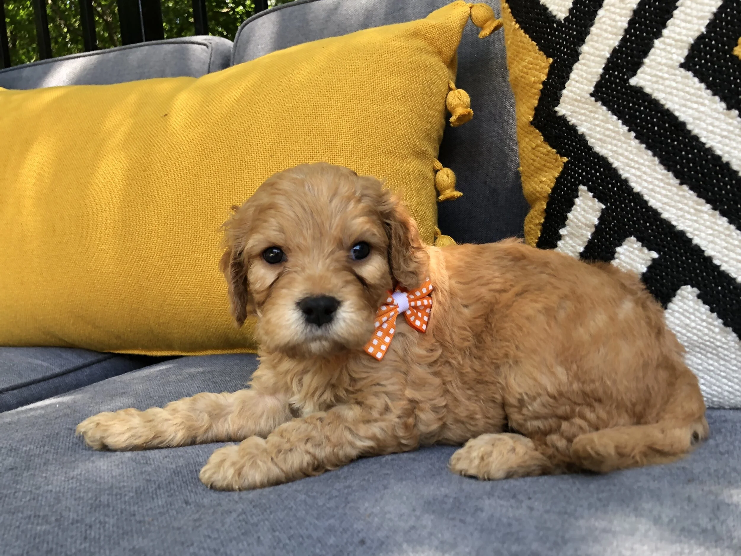 ORANGE BOY - SOLD