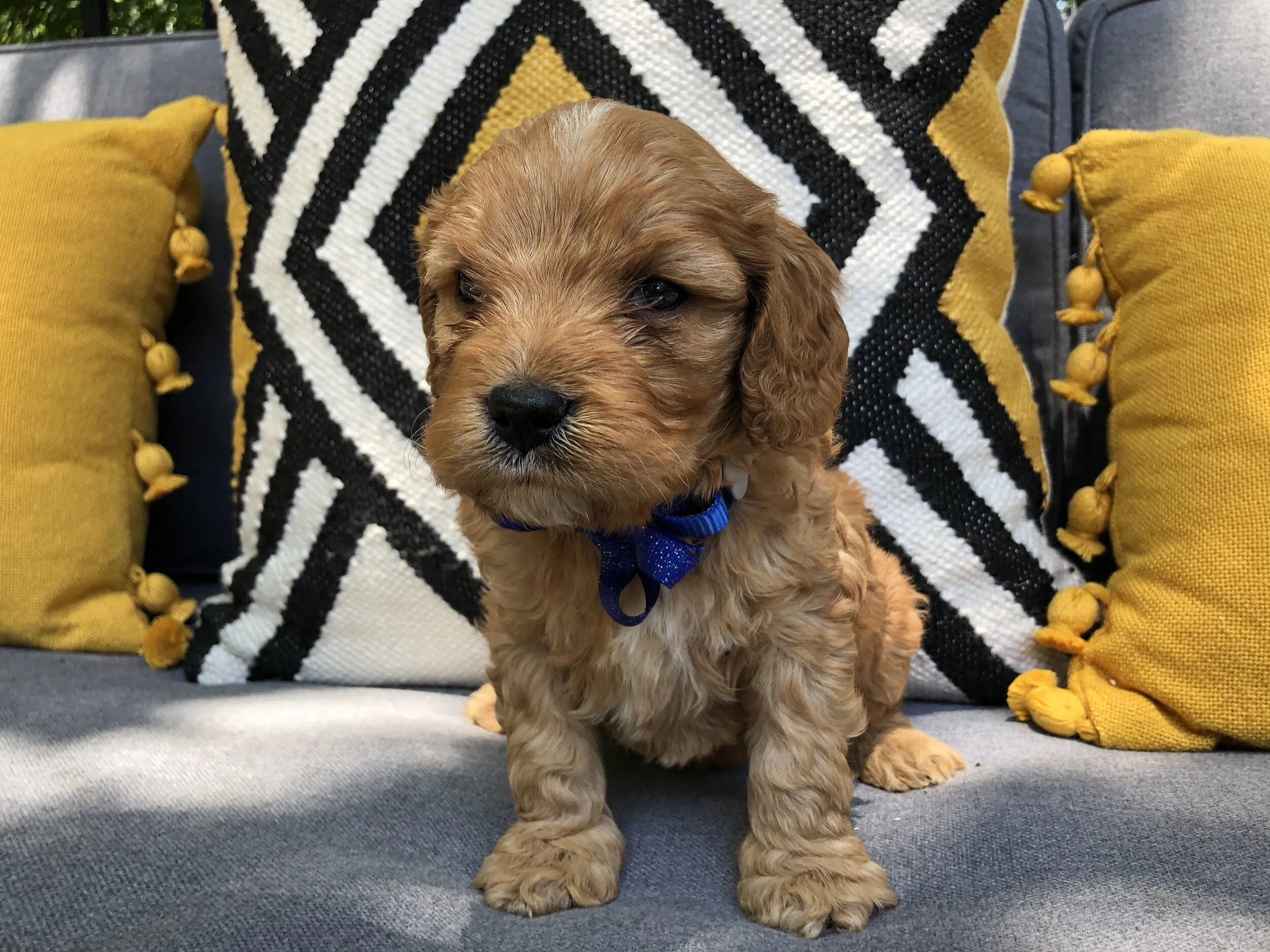 ROYAL BLUE BOY - SOLD