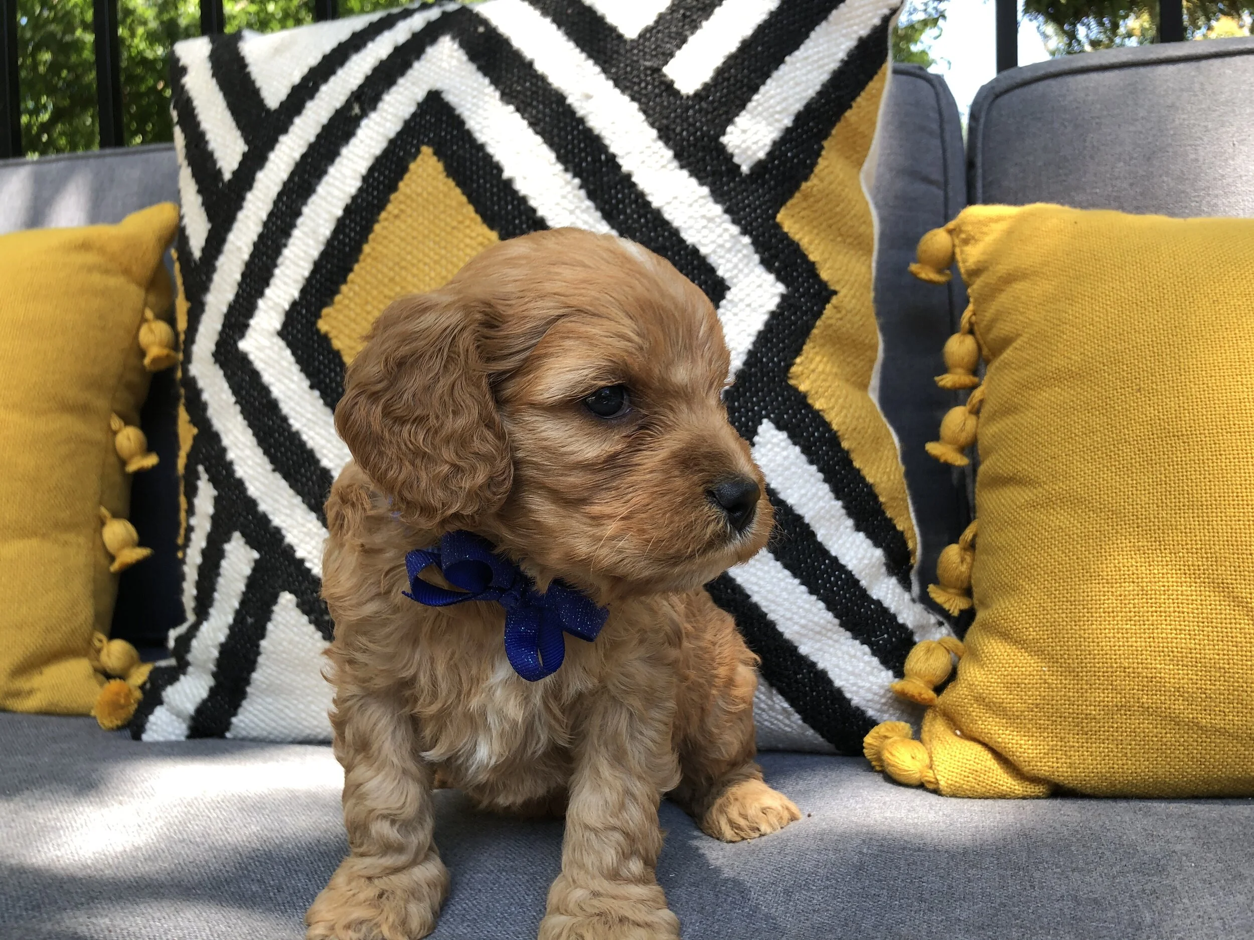 ROYAL BLUE BOY - SOLD