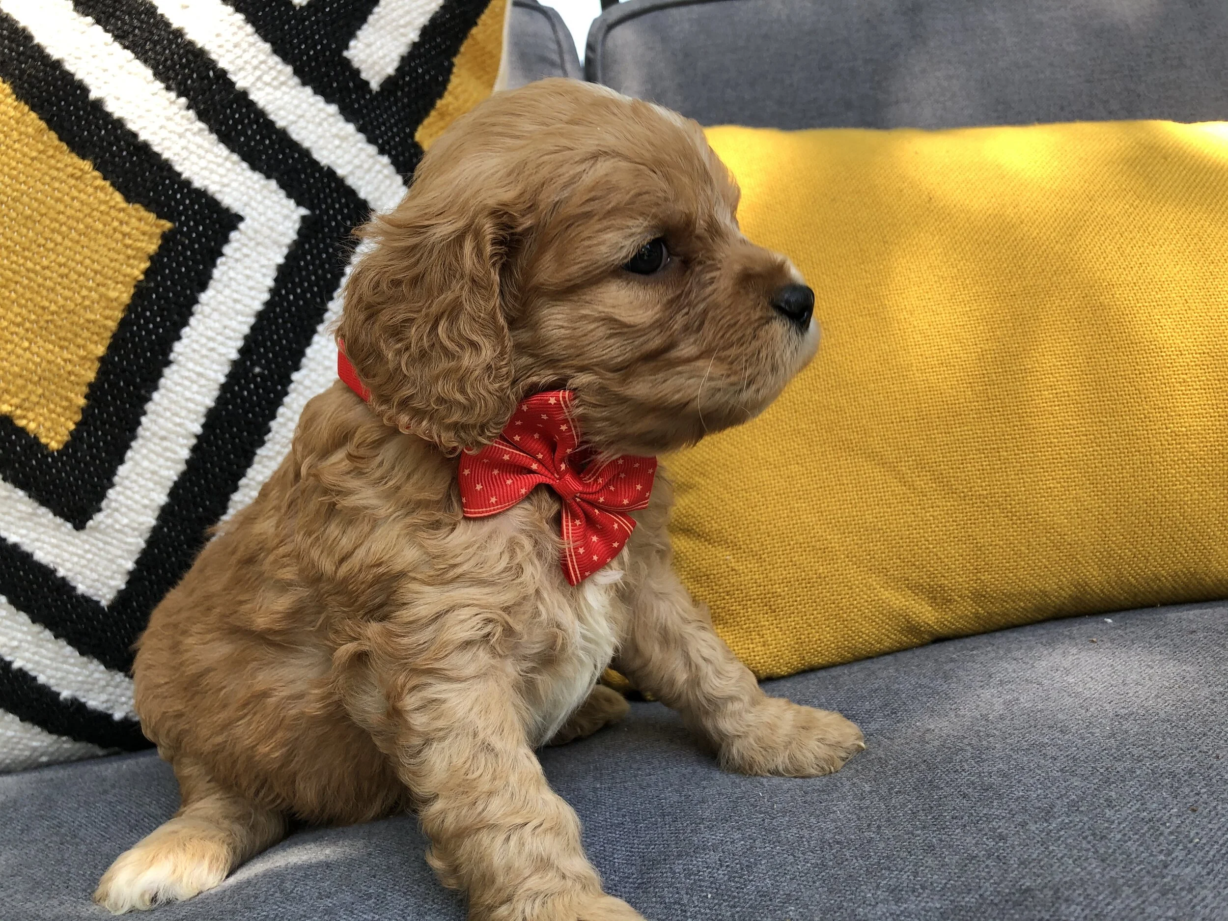 RED BOY - AVAILABLE "BREEDERS PICK" - SOLD