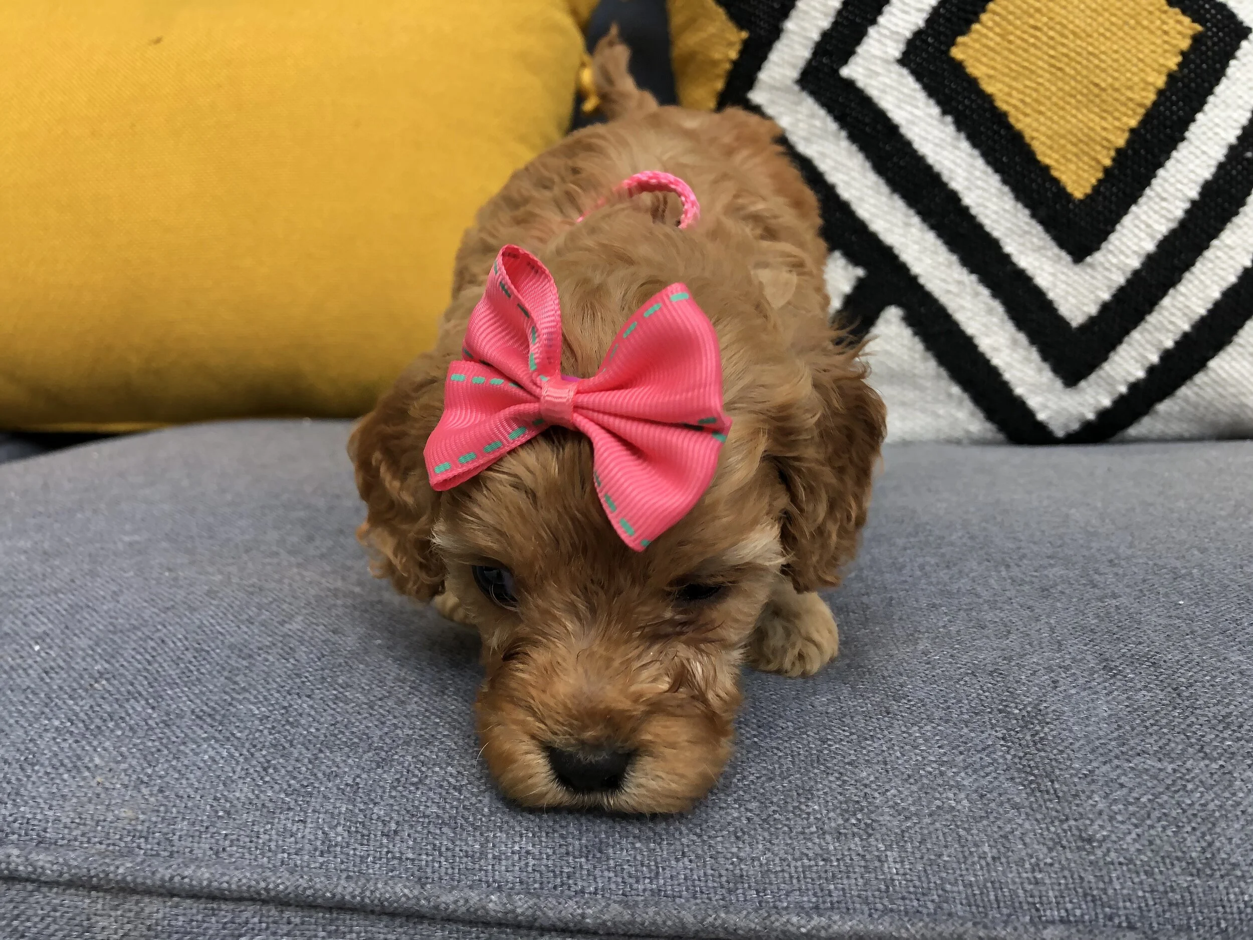 BUBBLE GUM FEMALE - SOLD