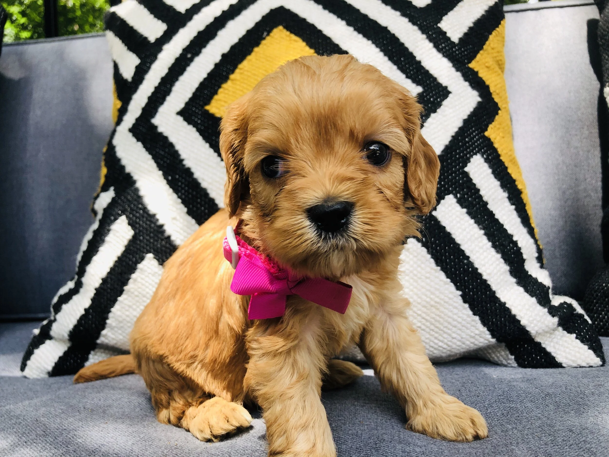 MAGENTA FEMALE - SOLD