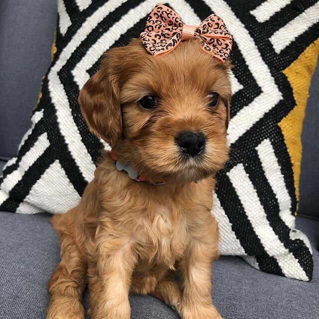 Meet our new addition! Her name is pepper and she is a doll! We love her so much. &hearts;️🥰🥰🥰🥰🐶 🐕🌹🏡❤️😍😊🤩🥳💐✨💫❤️🐶
&bull;
&bull;
#austingoldendoodles #doodlesofinstagram #goldendoodlesofinstagram #goldendoodles #minigoldendoodlesofinstag