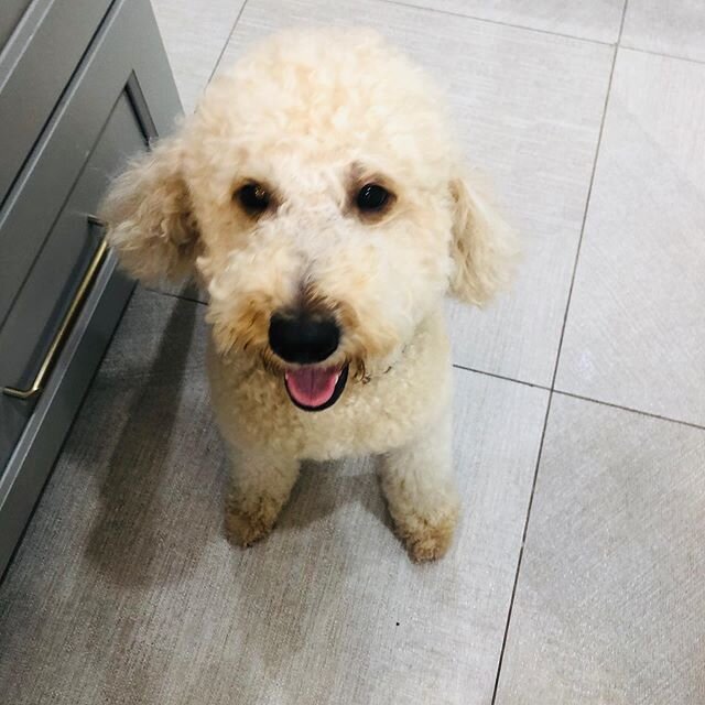 Mommy makeover - boob job, tummy tuck and all hahaha 😂 🐶 🐕🌹🏡❤️😍😊🤩🥳💐✨💫❤️🐶
&bull;
&bull;
#austingoldendoodles #doodlesofinstagram #goldendoodlesofinstagram #goldendoodles #minigoldendoodlesofinstagram #minigoldendoodles #puppies #dogbestfri
