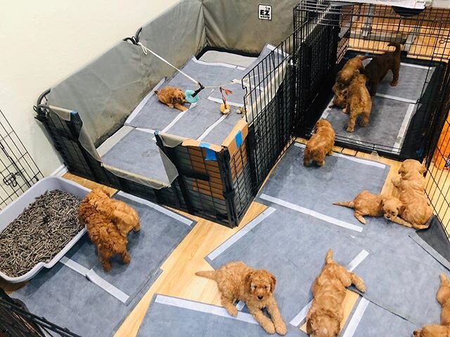 Puppy play area &hearts;️😍 🐶 🐕🌹🏡❤️😍😊🤩🥳💐✨💫❤️🐶
&bull;
&bull;
#austingoldendoodles #doodlesofinstagram #goldendoodlesofinstagram #goldendoodles #minigoldendoodlesofinstagram #minigoldendoodles #puppies #dogbestfriend #puppiesofaustin #austin