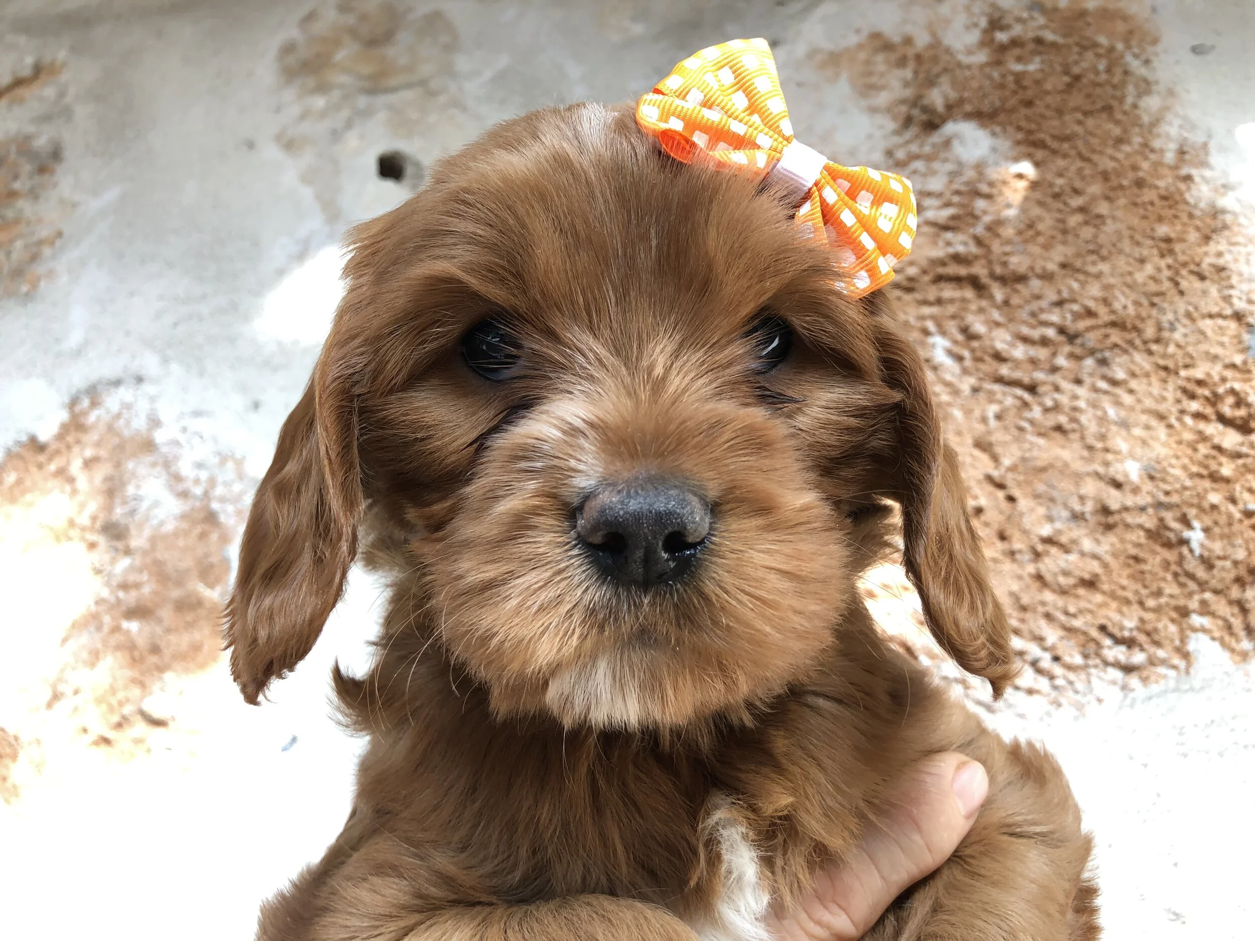Orange girl 