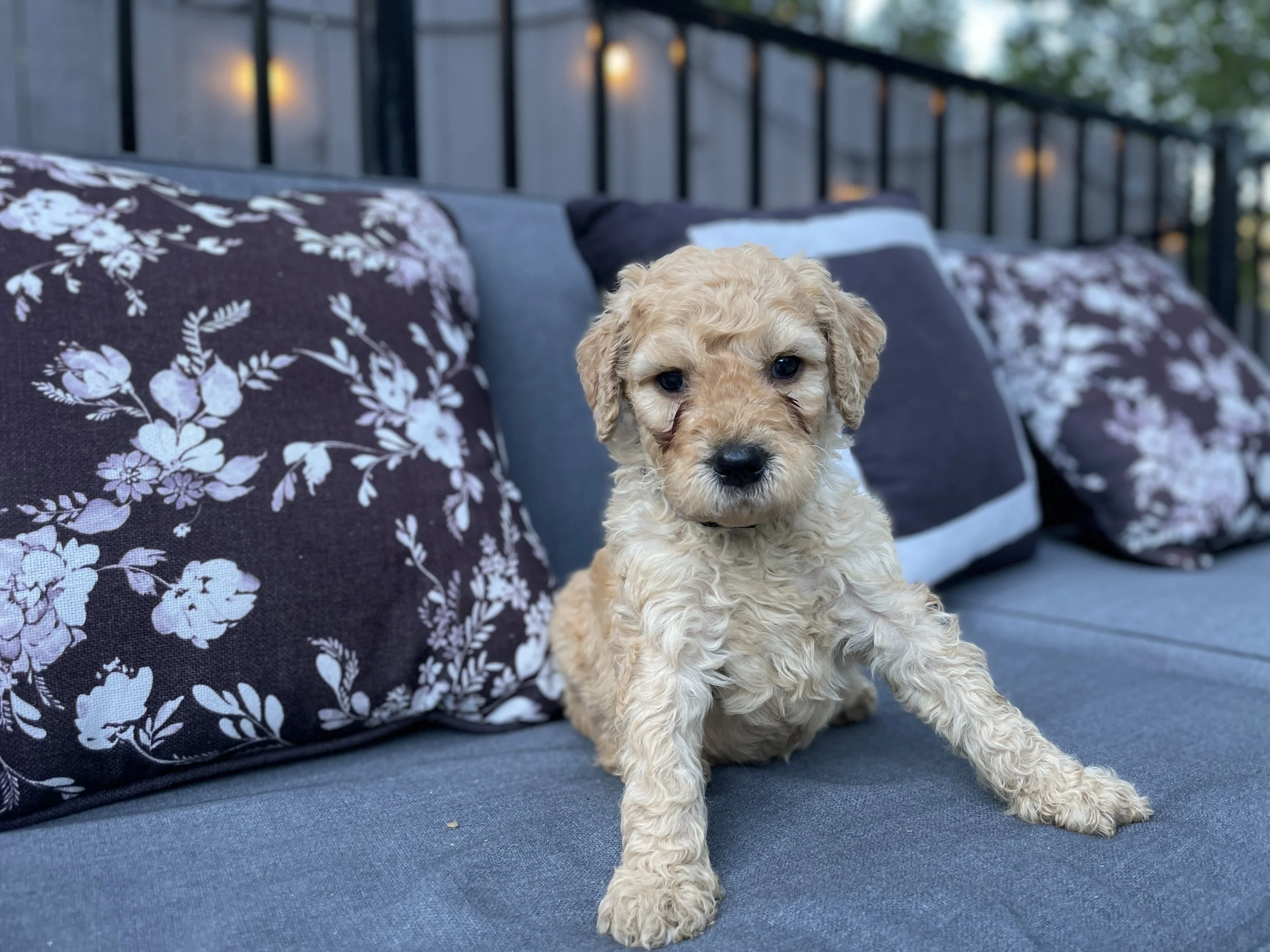 BLUE MALE - CURLY/ WAVY FUR