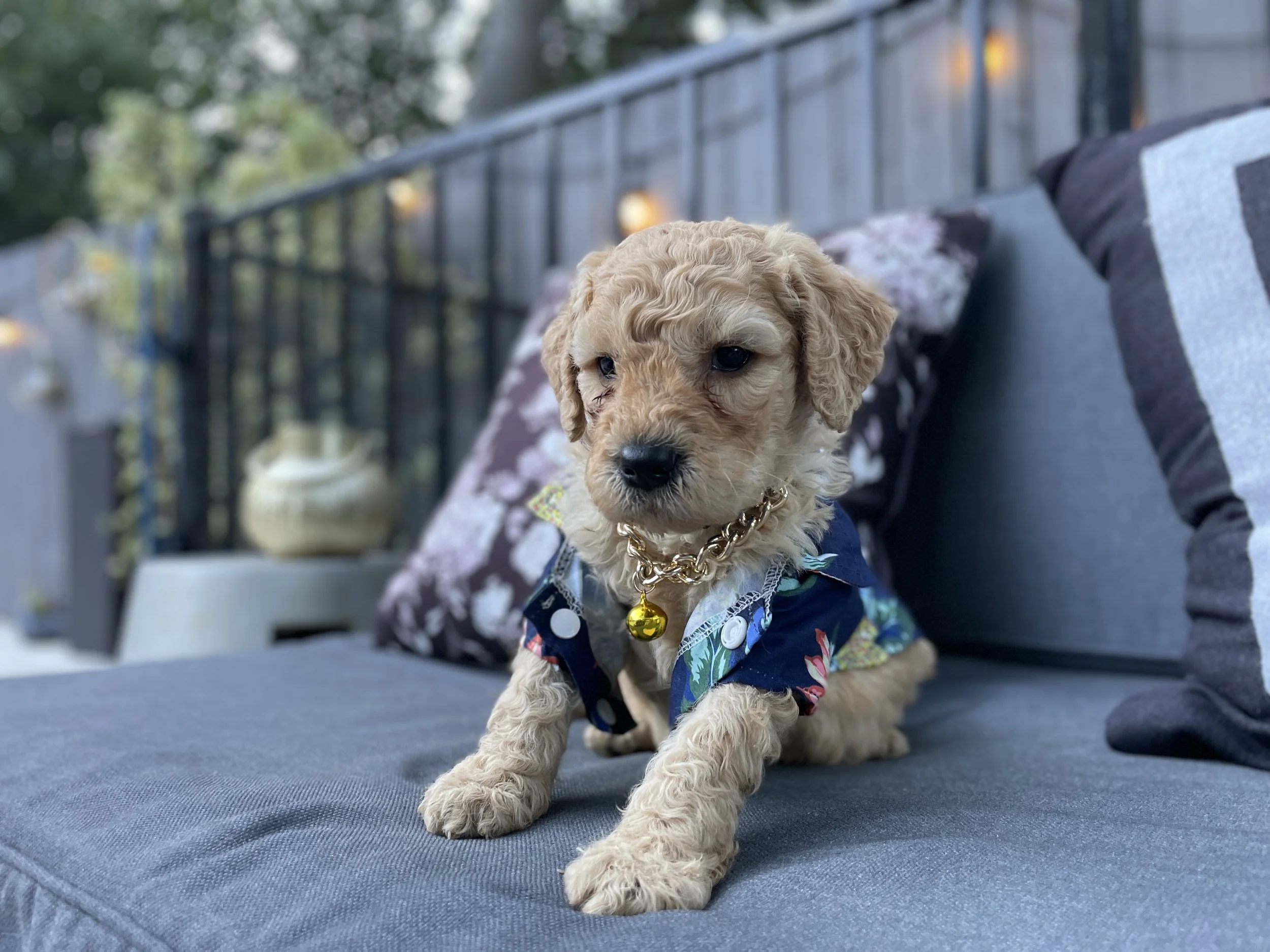 BLUE MALE - CURLY/ WAVY FUR