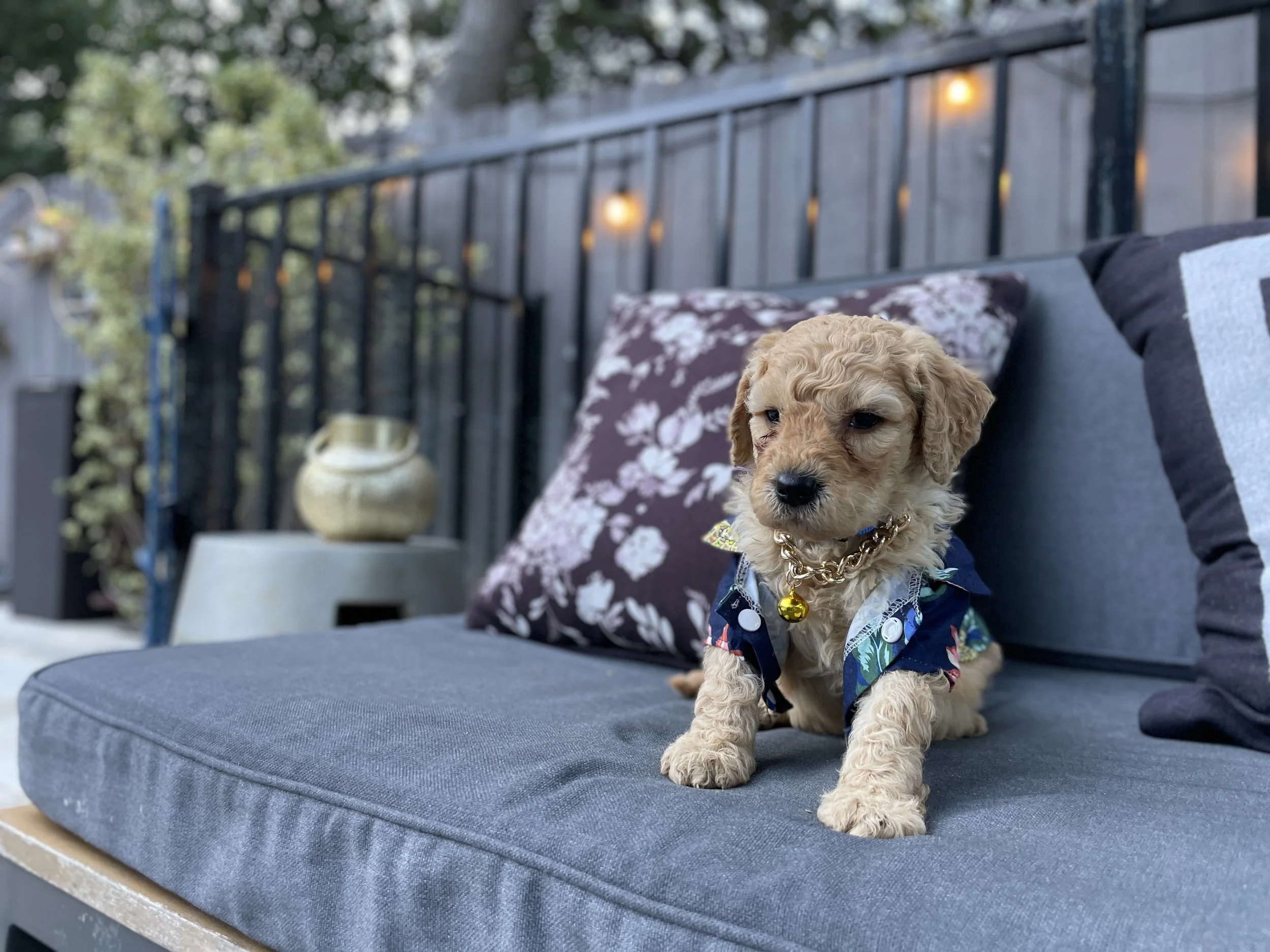 BLUE MALE - CURLY/ WAVY FUR
