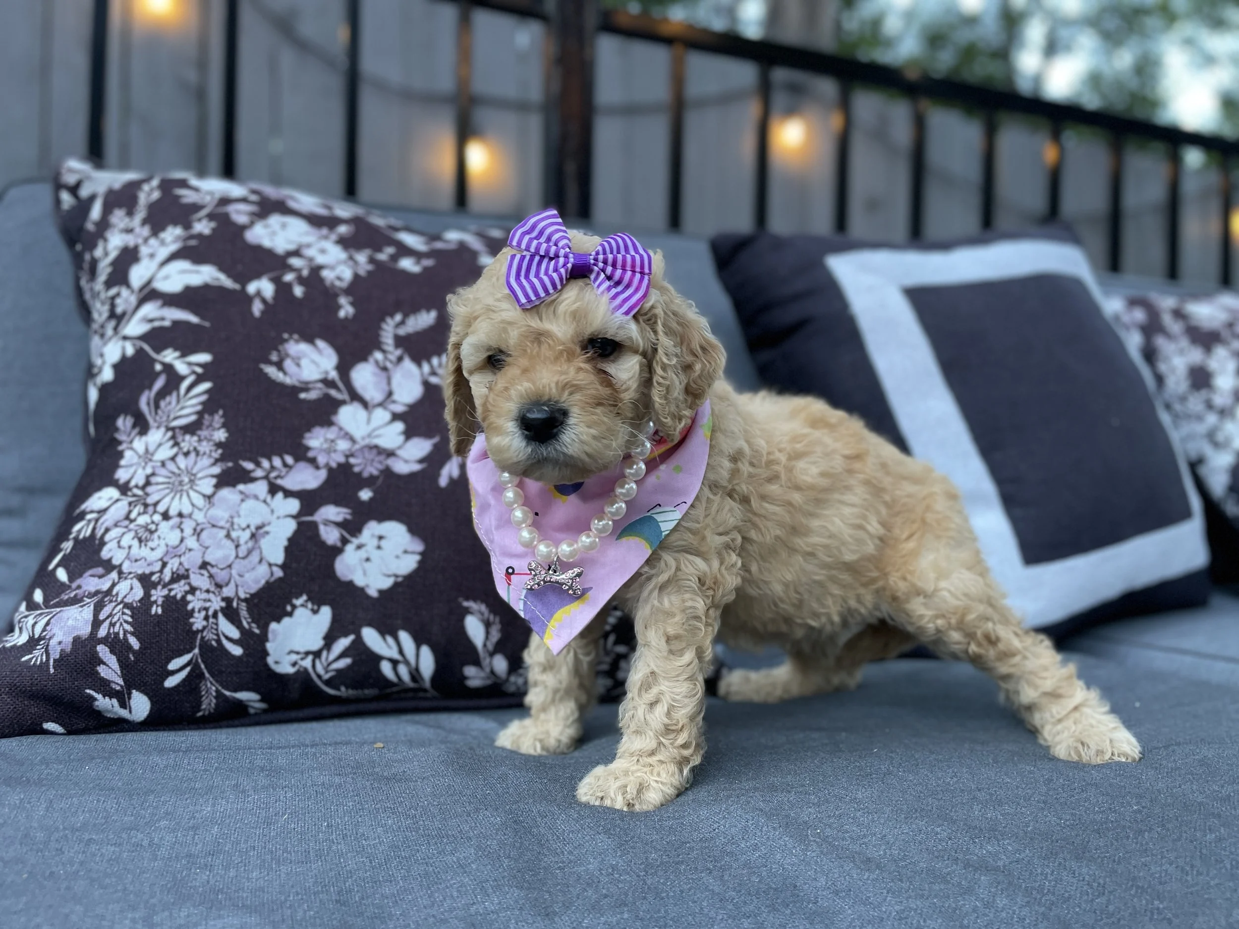 PURPLE FEMALE - GOLDEN BLONDE HAIR COLOR. CURLY/WAVY FUR