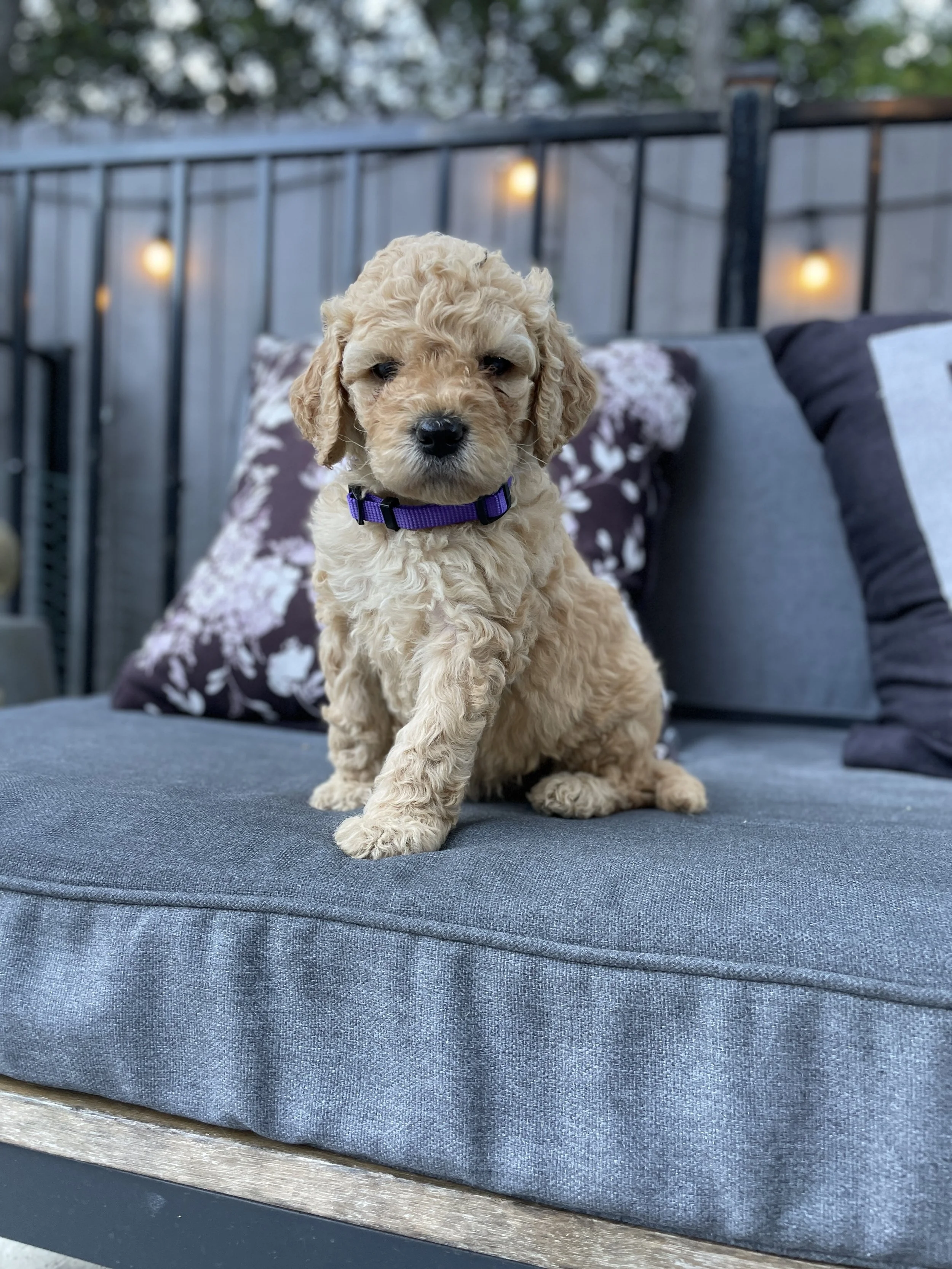 PURPLE FEMALE - GOLDEN BLONDE HAIR COLOR. CURLY/WAVY FUR