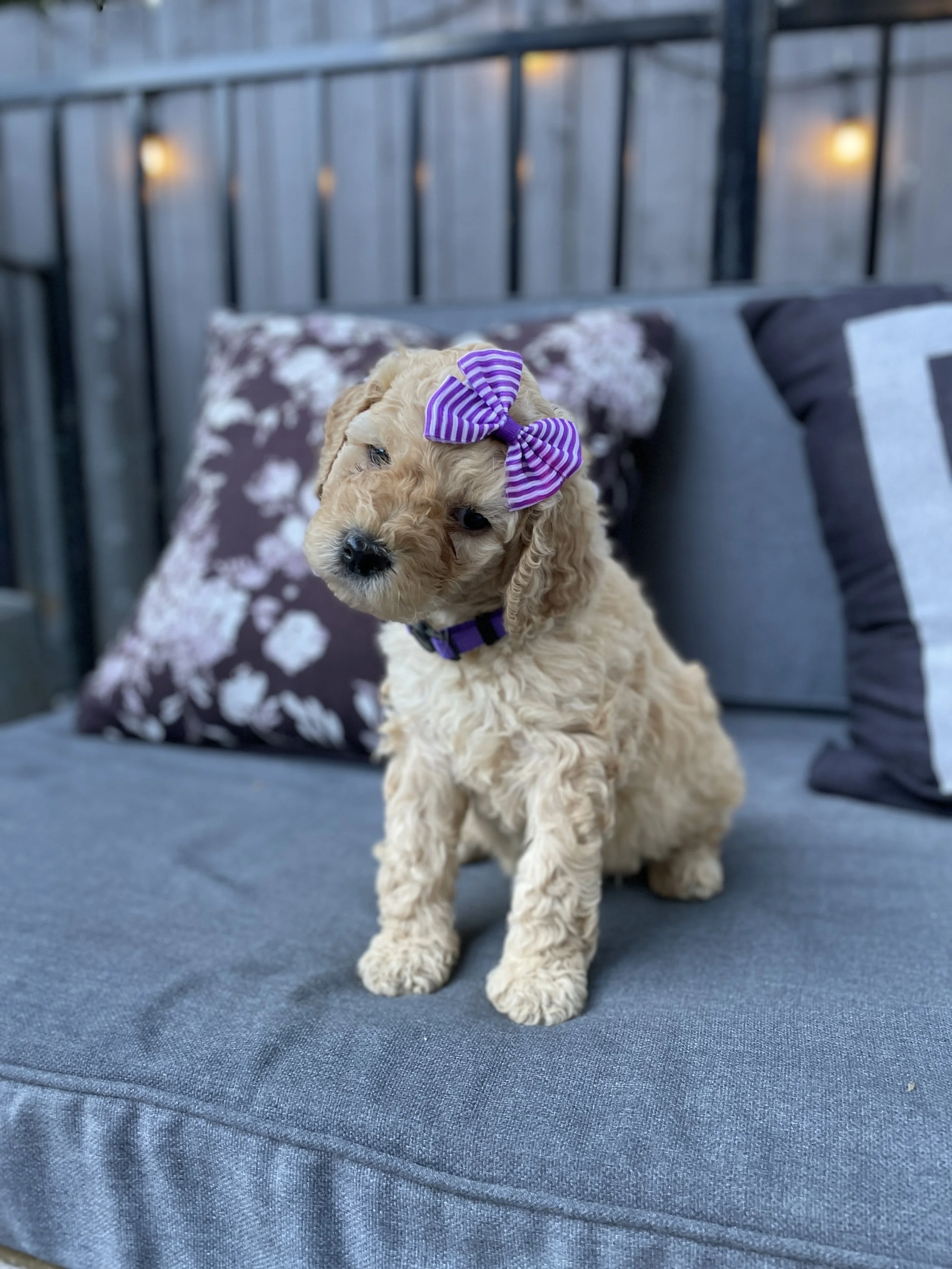 PURPLE FEMALE - GOLDEN BLONDE HAIR COLOR. CURLY/WAVY FUR