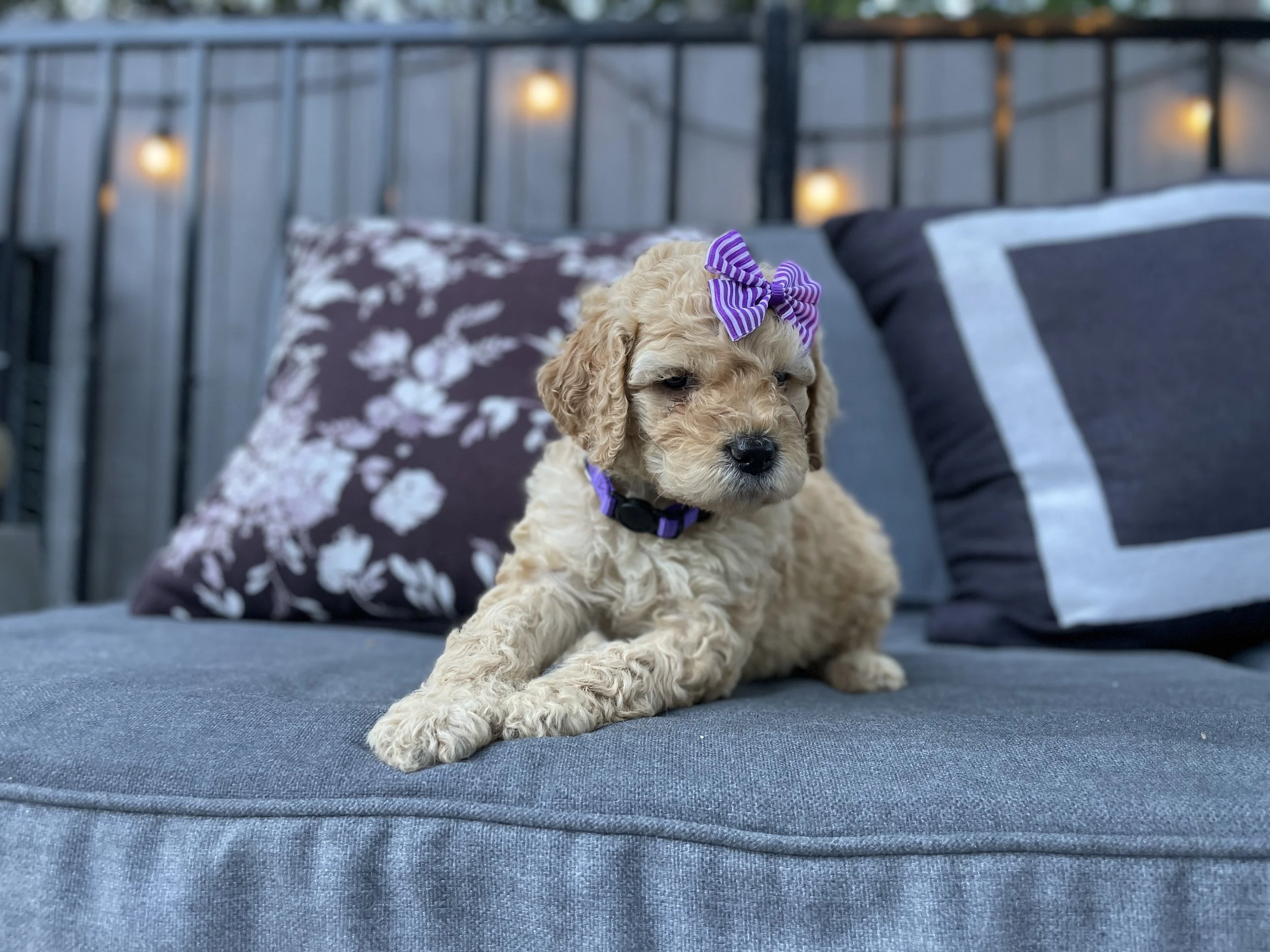 PURPLE FEMALE - GOLDEN BLONDE HAIR COLOR. CURLY/WAVY FUR