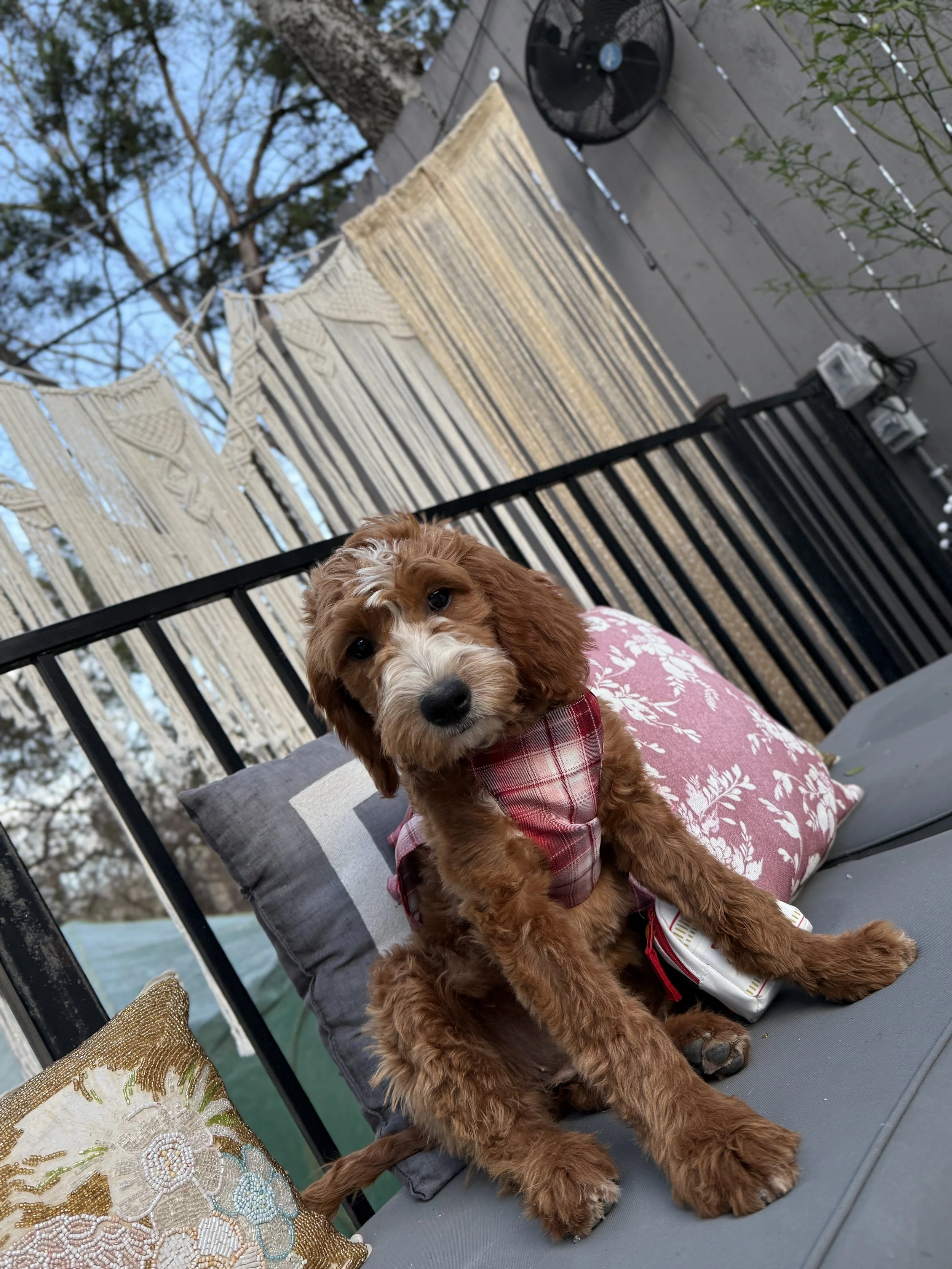 CINNAMON  ~ FEMALE AVAILABLE