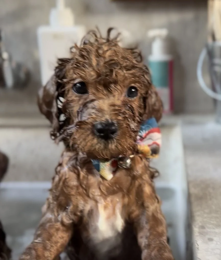 #TexasDoodleDogs #AustinPets #TexasGoldens #GoldendoodleGoals #PetiteGoldendoodle #LuxuryDoodle