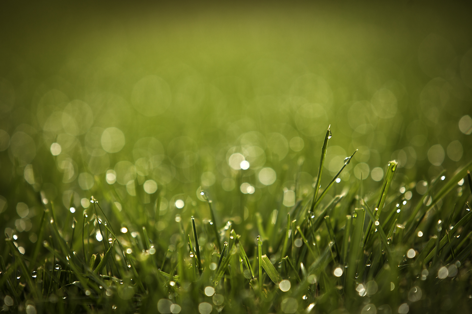 Dew-2.jpg