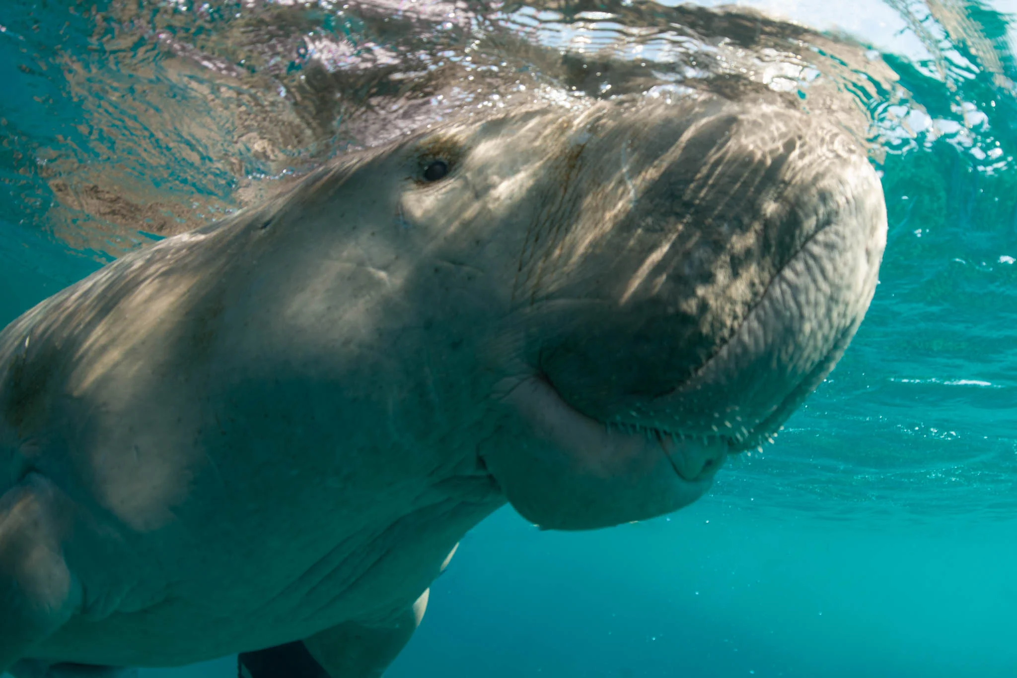 Mandingo the Sex-Crazed Psychotic Dugong.