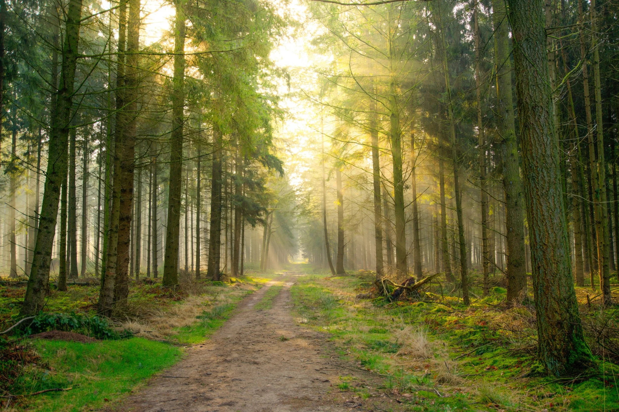 sunshine_through_forest.jpg