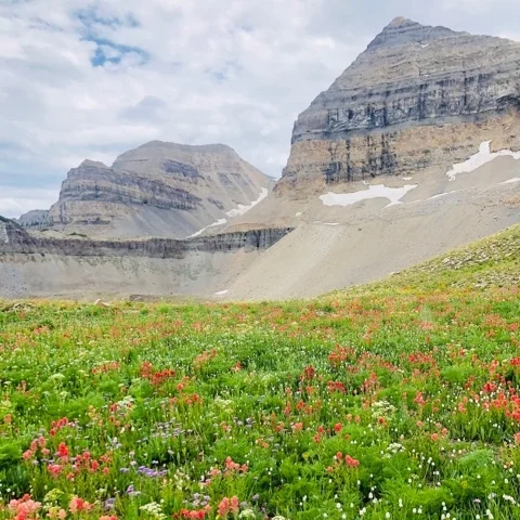 ::Beautiful wild flowers at the end of the hike, nearing the saddle::