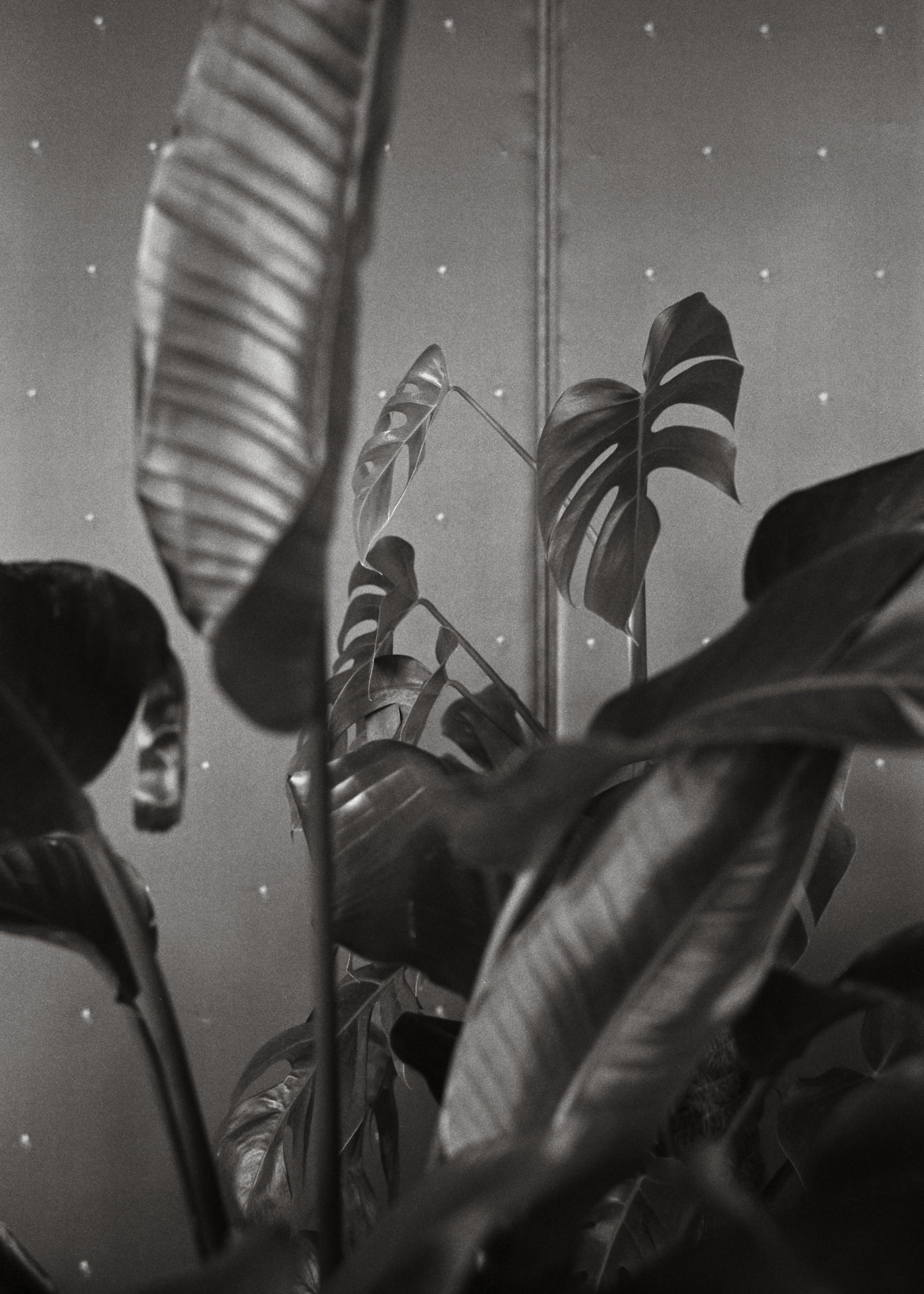 Origami_AK_50_Web size.jpg