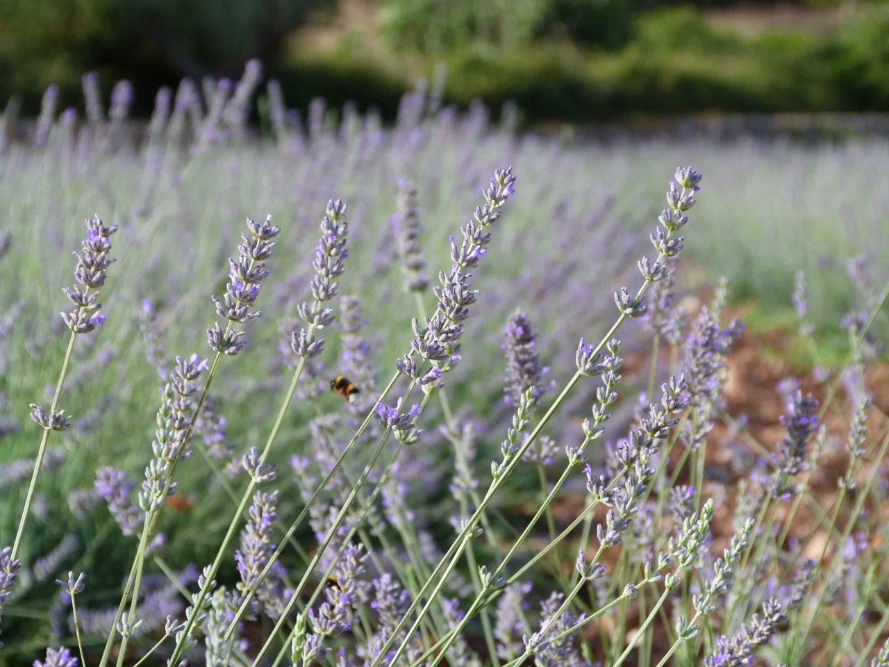 Lavender and Olives by Contemporanium 16.jpg