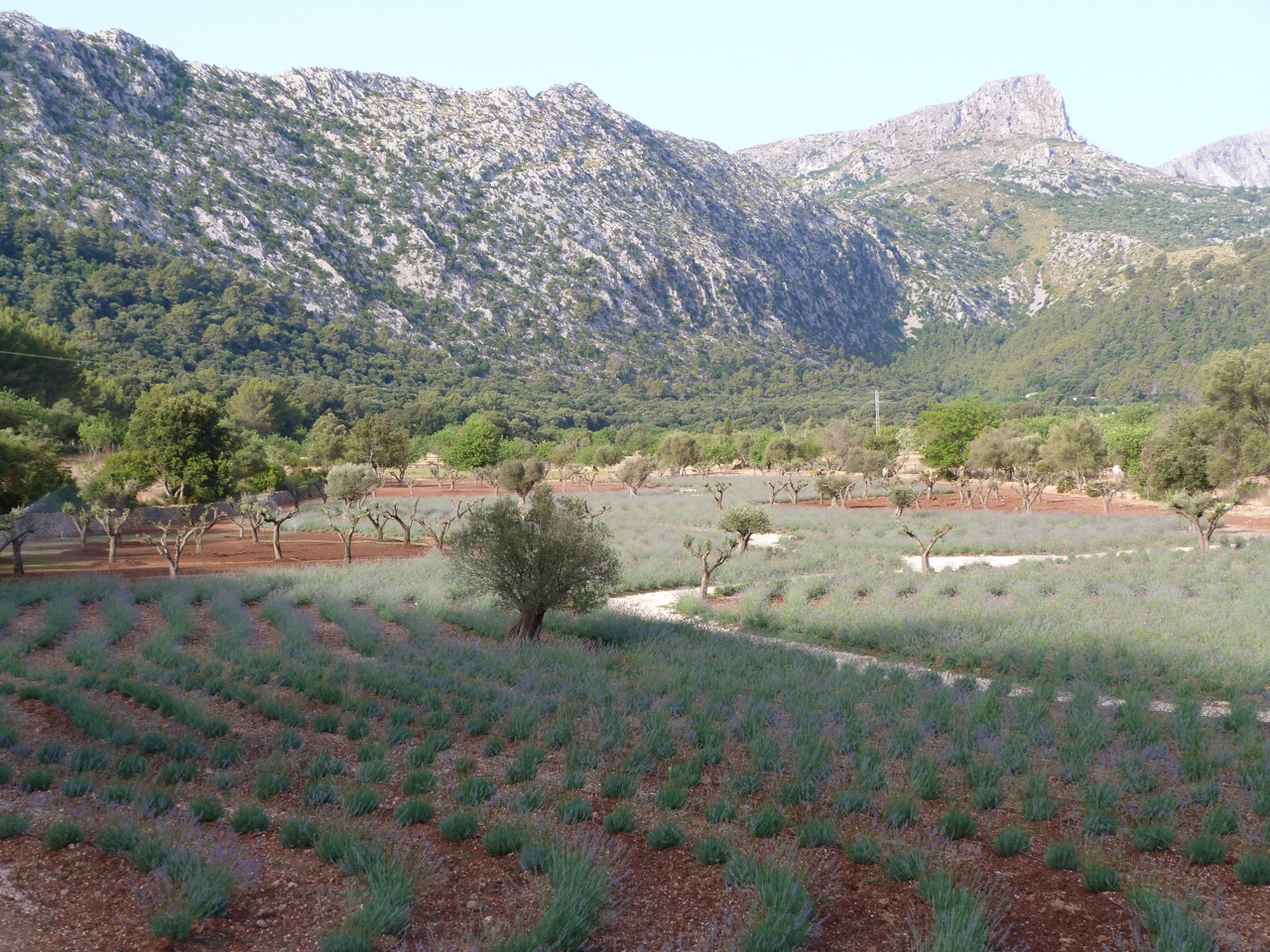 Lavender and Olives by Contemporanium 15.jpg