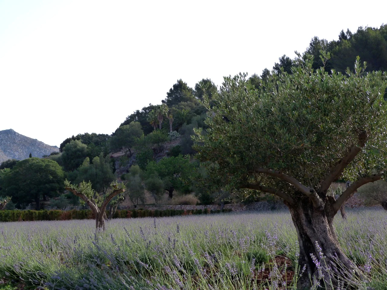 Lavender and Olives by Contemporanium 17.jpg