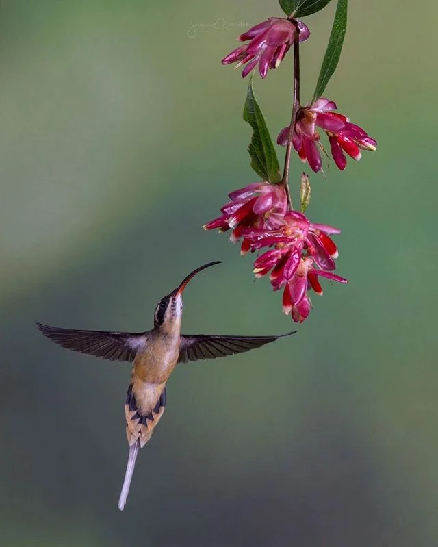I was going through my old photos the other day and came across my shots from my recent trip to Ecuador and the Galapagos, I hadn't posted any shots before as I usually like to stick to landscapes but I thought I'd make an exception this time. I took this shot of a hummingbird while on tour with @tropicalbirding let me know what you think, should I post more wildlife shots? ⠀⠀⠀⠀⠀⠀⠀⠀⠀⠀⠀⠀⠀⠀⠀⠀⠀⠀⠀⠀⠀⠀⠀⠀⠀⠀⠀⠀
P.s If you're ever thinking of heading on a birding or wildlife photo tour I couldn't recommend @tropicalbirding highly enough, they were extremely friendly and helpful when trying to find the rare stuff. This post isn't sponsored. ⠀⠀⠀⠀⠀⠀⠀⠀⠀⠀⠀⠀⠀⠀⠀⠀⠀⠀⠀⠀⠀⠀⠀⠀⠀⠀⠀⠀⠀
⠀⠀⠀⠀⠀⠀⠀⠀⠀⠀⠀⠀⠀⠀⠀⠀⠀
--------------------------------------------
Shot with: 
@Canonaustralia 6D 
@sigmaphotoaustralia
@siruiaustralia W-2204 Tripod with K-30x Ball Head
--------------------------------------------- ⠀⠀⠀⠀⠀⠀⠀⠀⠀⠀⠀⠀⠀⠀⠀⠀⠀⠀⠀⠀⠀⠀⠀⠀⠀⠀⠀⠀⠀⠀⠀⠀⠀⠀⠀⠀⠀⠀⠀⠀⠀ #tropicalbirding #ecuador #visitecuador #birding #southamerica #earth_deluxe #ig_today #huffpostgram #tandayapa #canonaustralia #Exploringtheglobe #bestworldpics #phenomenalshot  #splendid_shotz  #audubonsociety #earthpix  #ig_bliss #earthpics #amazing_captures #sigmamoment  #quitoecuador #canon_photos #igrefined  #global_hotshotz #bestnatureshots #igpowerclub #igphotoworld #quito