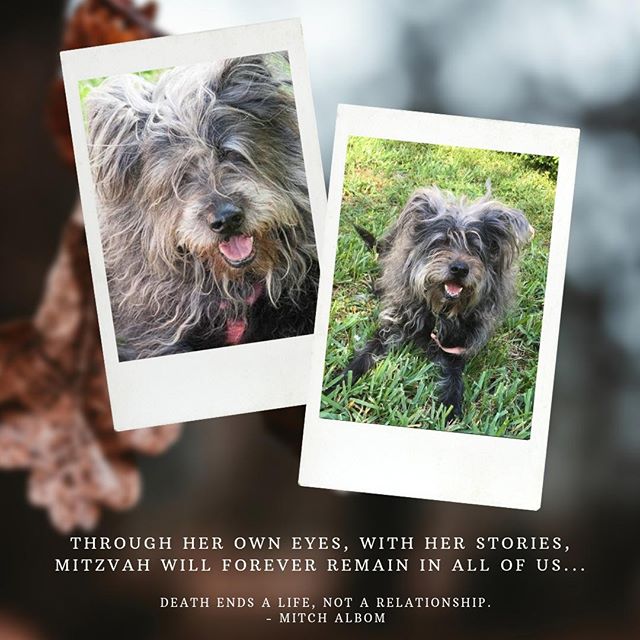 Dear friends around the world: ⁣
⁣
With sorrow, I must share the news that Mitzvah has passed away. ⁣
⁣
Although her early life appeared to have had many challenges, once she came to live with me, she knew only love and joy. The way she triumphed ove