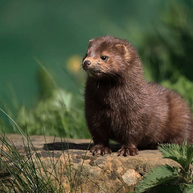 These days it's all about mink ...
As we are hearing about mink factory farming being terminated this year in The Netherlands - instead of 2024, we want to highlight the beauty of this wild animal 💚