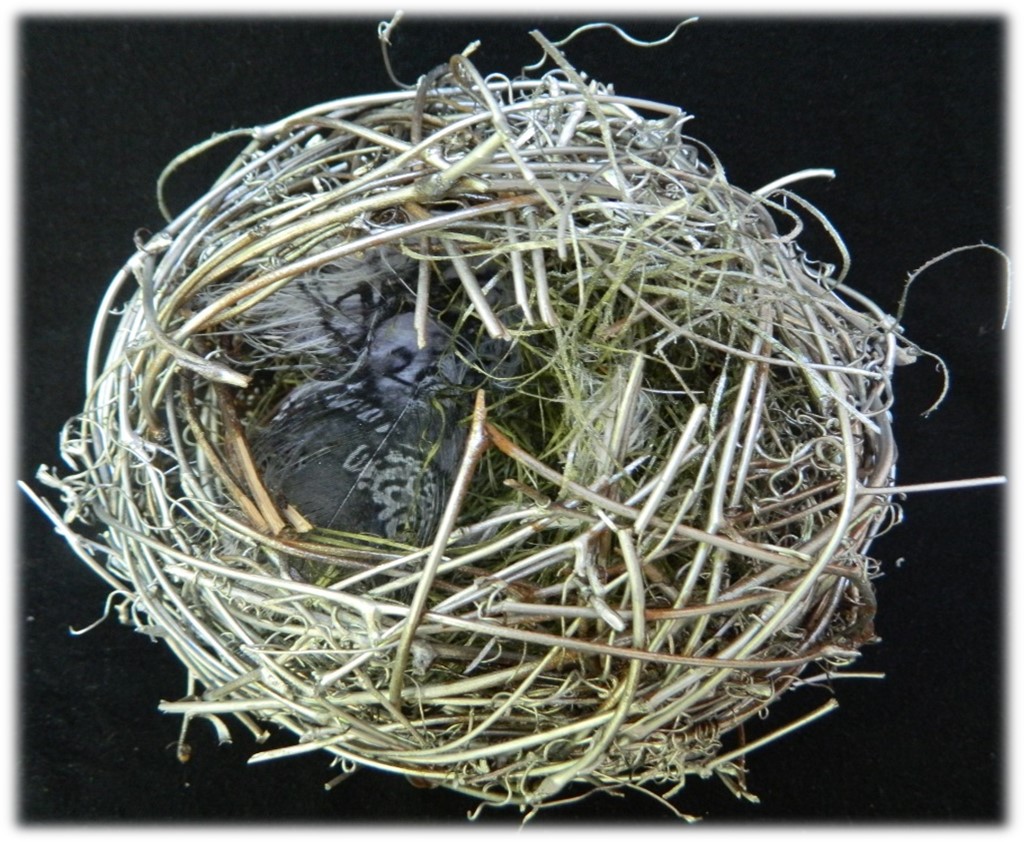 02_Nesting-Joel-1.jpg