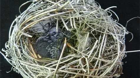 02_Nesting-Joel-1.jpg
